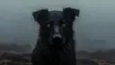 Barghest